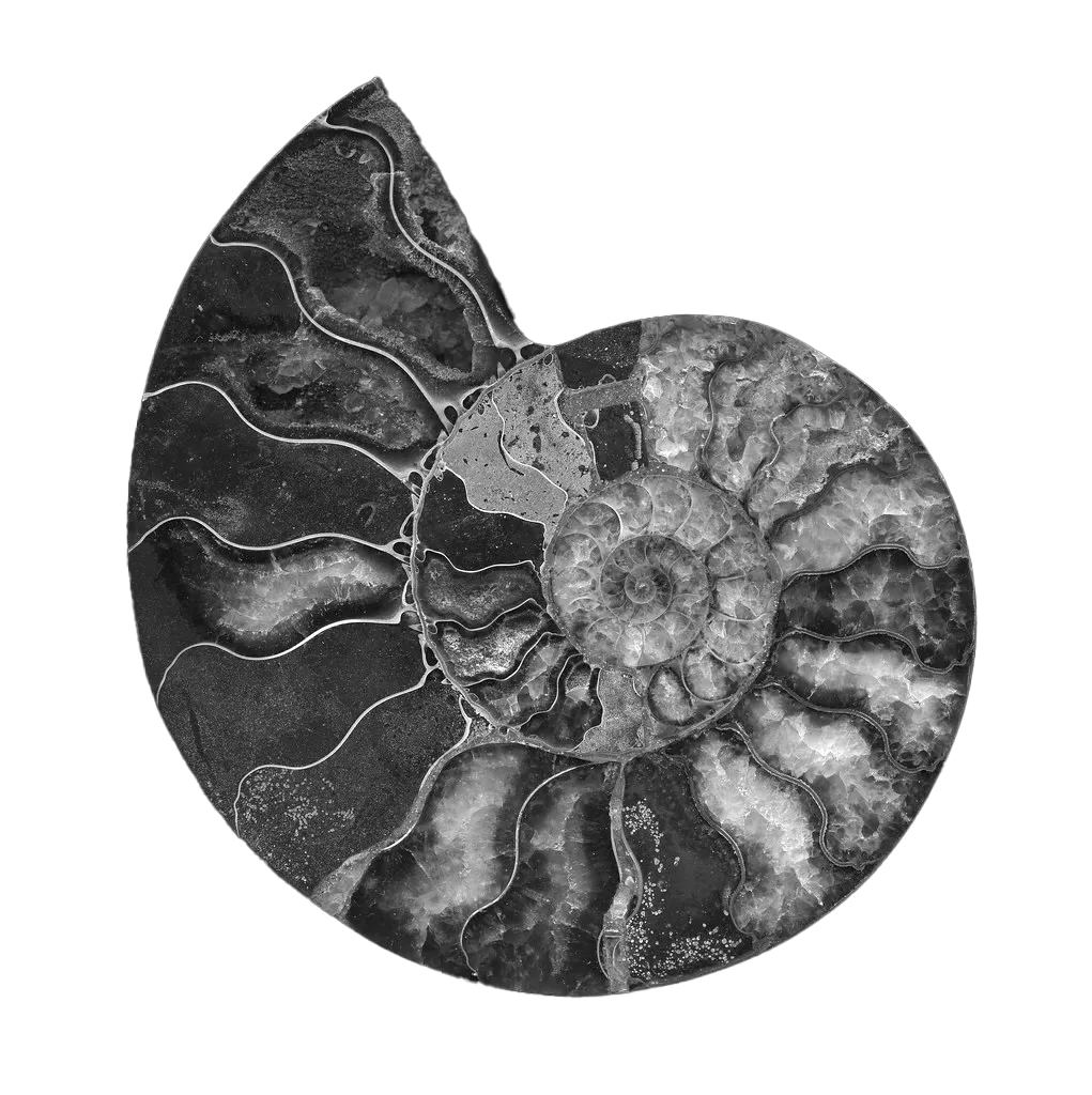 A round fossil viewed from above. The fossil has pearlescent tones of brown, yellow and white in a spiral pattern that starts from the centre.